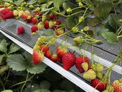 �V���񂾔_�����ȉ��̎ʐ^2