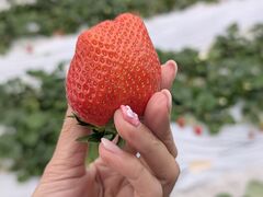 ����X�g���x���[�t�@�[���̎ʐ^1