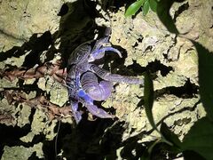 �I���I���Ί_���G�R�c�A�[�̎ʐ^2