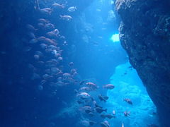 ONLYONE diving�̎ʐ^1