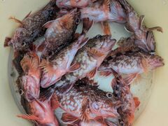 �Ђ��肳��̒ނ�D�̌��܂���ۂւ̓��e�ʐ^1