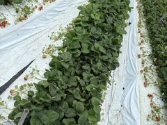 ��������̒r�c���������̓��e�ʐ^1