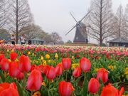 ����܂���̂����ڂ̎R�_�ƌ����̓��e�ʐ^1