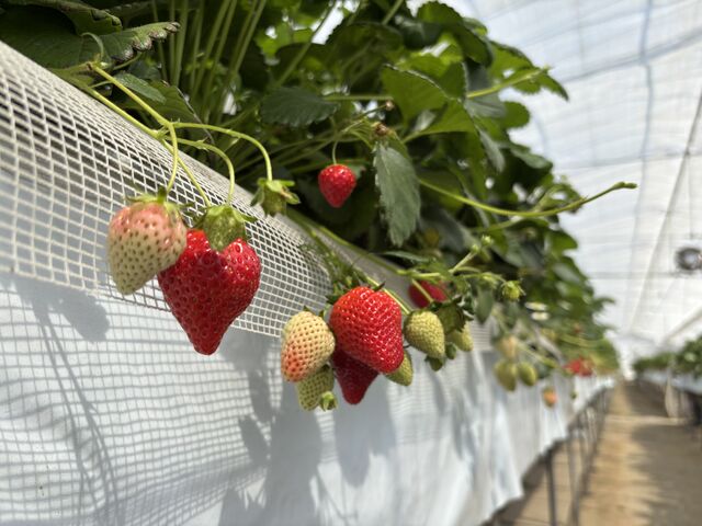 �S���Â��Ă��������������ł�_�얼�_��