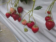 �c�C���Y�t�@�[���̎ʐ^1