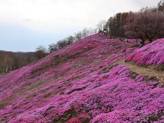 見頃前でした - ひがしもこと芝桜公園のクチコミ - じゃらんnet