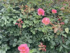 ���傤���񂳂�̋����o�����ւ̓��e�ʐ^1