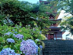 ちゃまさんの本土寺(あじさい寺)への投稿写真1