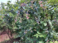 OKB�_�� Berry's farm �r�c�̎ʐ^1