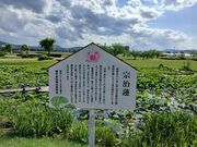 �����̂肳��̔��������隬�̓��e�ʐ^1