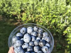 OKB�_�� Berry's farm �r�c�̎ʐ^1