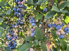 OKB�_�� Berry's farm �r�c�̎ʐ^2