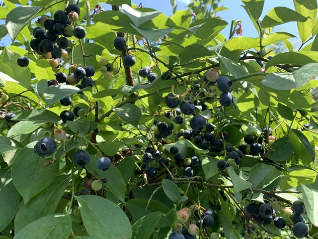 ��R�̃u���[�x���[_OKB�_�� Berry's farm �r�c
