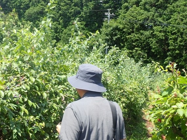 ��������A����ꂽ�u���[�x���[�̊Ԃ�E��ł��ׂāE�E�E_OKB�_�� Berry's farm �r�c