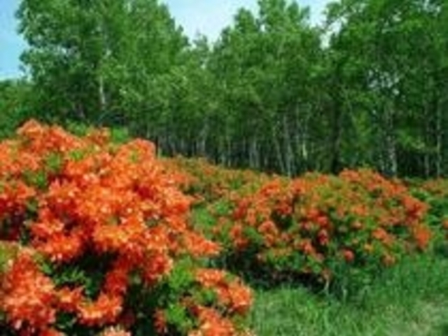 �����Q�c�c�W�Ɣ���_���덂���i��茧�v���s�j