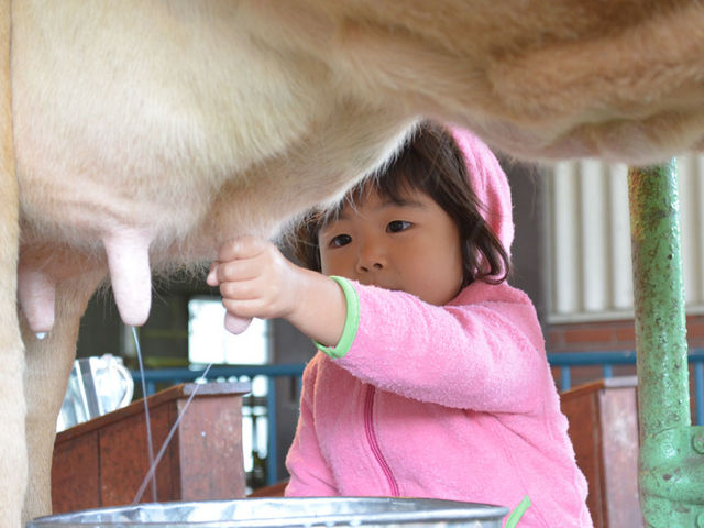 乳搾り体験【開催日・時間は要確認】_那須高原りんどう湖ファミリー牧場
