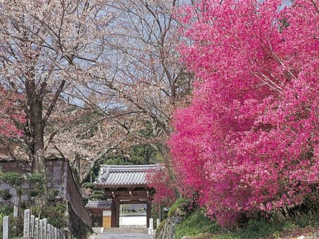 �������̎ʐ^1