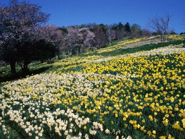 �ʐ����_�ʐ����