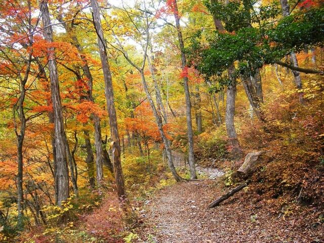 ����ł����̐X