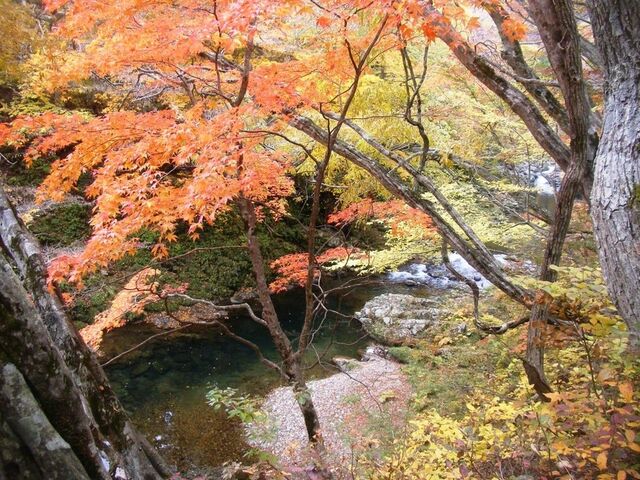 ����ł����̐X