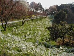 愛知こどもの国キャンプ場の写真1