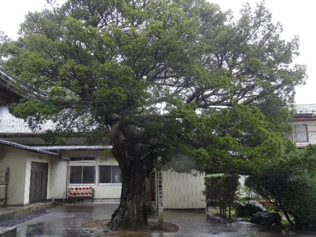 �������̃I���R�̎ʐ^1