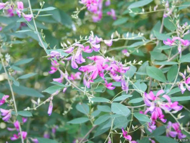 �͂������̃n�M�̎ʐ^1