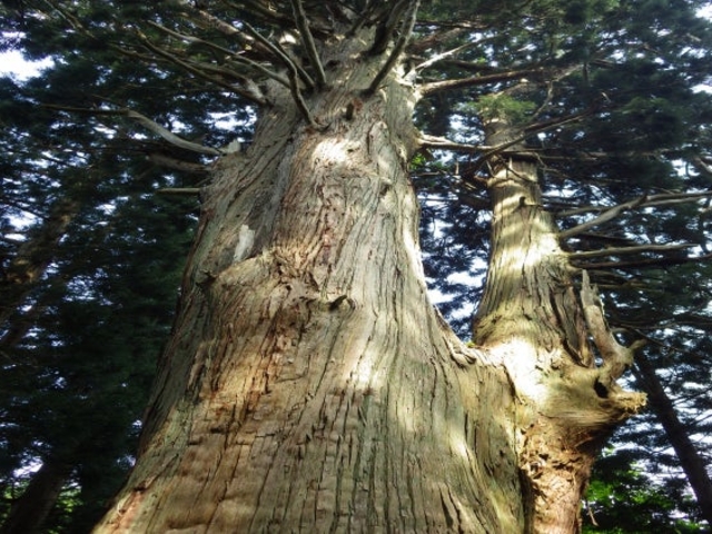 �p��̑吙�̎ʐ^1