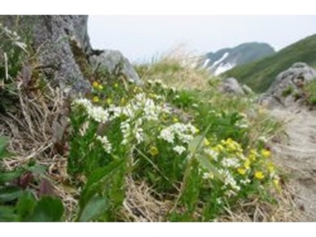 �іL�A��̍��R�A���̎ʐ^1