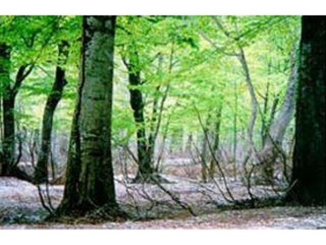 ���g���u�i�����т̎ʐ^1