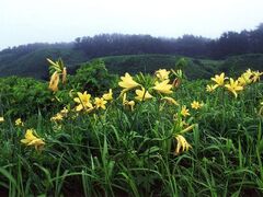 �򓇂̃g�r�V�}�J���]�E�̎ʐ^1