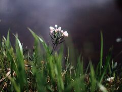 上田代のヒメシャクナゲの写真1