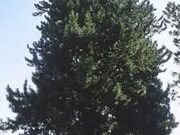 �Ή_���̃R�E���}�L�̎ʐ^2