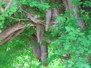 �^�R���̓������傤�̎ʐ^2