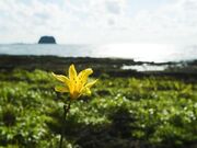 �򓇂̃g�r�V�}�J���]�E�̎ʐ^2