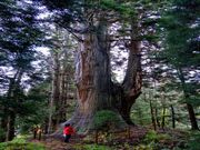 �p��̑吙�̎ʐ^2