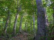 ���g���u�i�����т̎ʐ^2