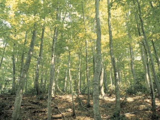 �\�l���X�u�i�т̎ʐ^1