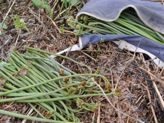 �ό����щ�