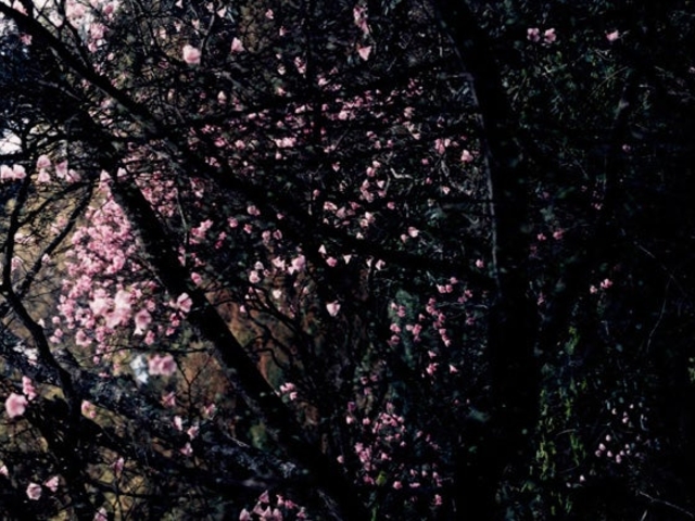 �Η�R�̃A�J���V�I