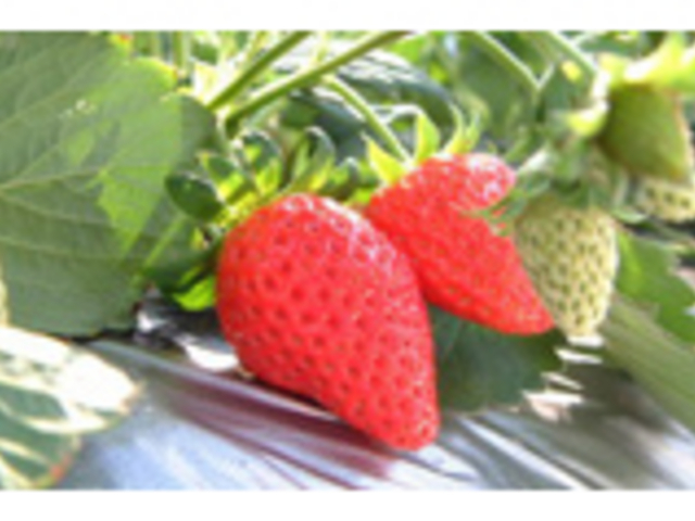 �R���s�����ό�䕑g��