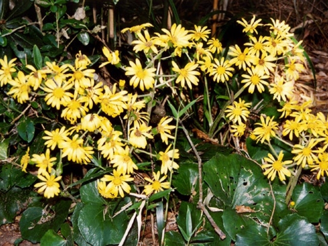 �c���u�L�̎ʐ^1