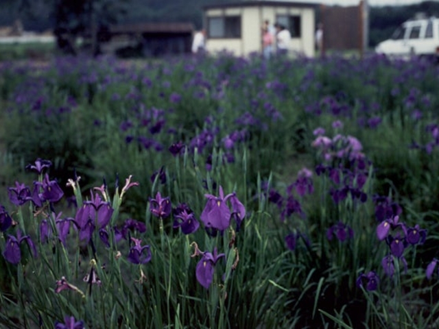 �m�n�i�V���E�u�Q���̎ʐ^1