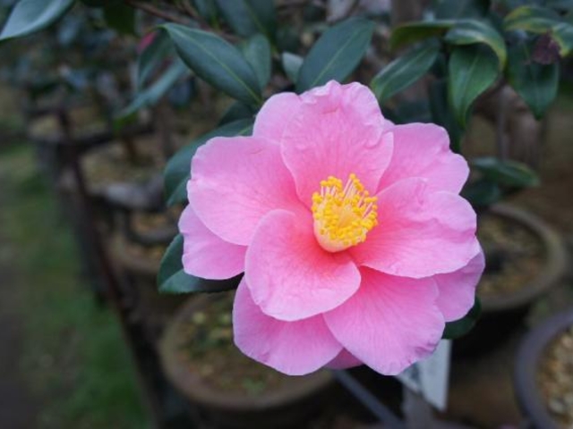 �֎����̒ւ̎ʐ^1