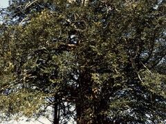 �����̑�J���̎ʐ^1