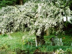 ���q�̂�������̎ʐ^1