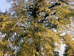 �������̂��t�����C�`���E�̎ʐ^1