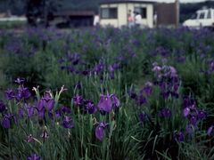 �m�n�i�V���E�u�Q���̎ʐ^1