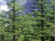 �O��D�|�̃��~�̌����т̎ʐ^1