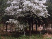 ���҂̃q�g�c�o�^�S�����n�i�g��j�̎ʐ^3